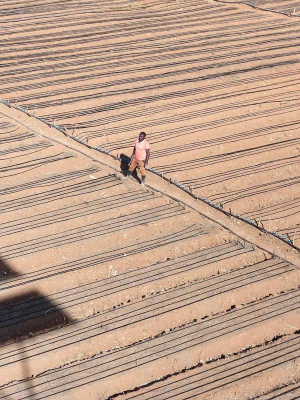Aerial view of drip irrigation lines across the farm with a worker standing between plots