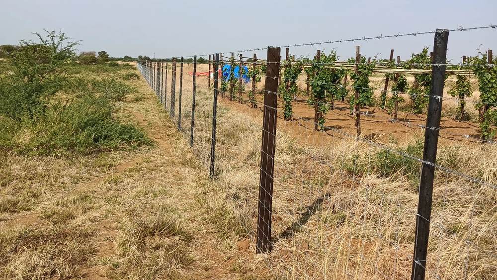 Fenced boundary of the farm with a cultivated plot behind it